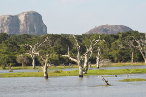 Cheap flights to Colombo