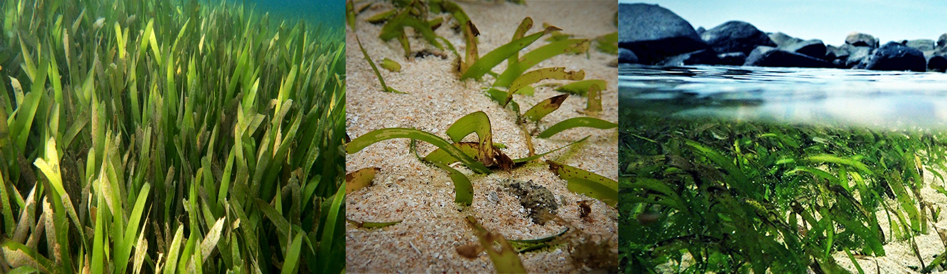 Seagrass