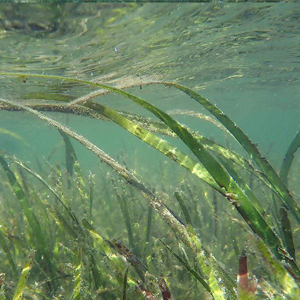 World Seagrass Day